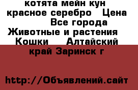 котята мейн кун, красное серебро › Цена ­ 30 - Все города Животные и растения » Кошки   . Алтайский край,Заринск г.